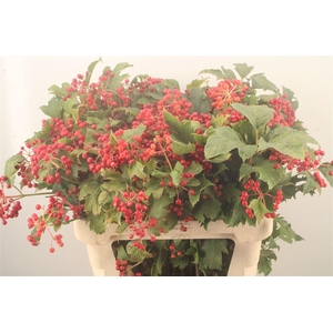 Viburnum Op Compactum