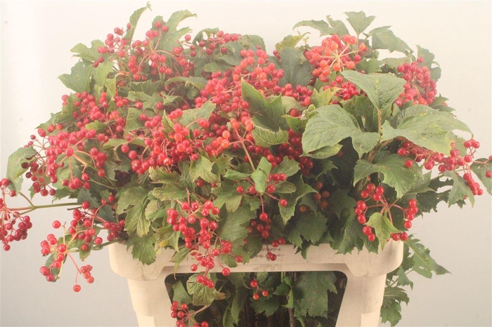 <h4>Viburnum Op Compactum</h4>