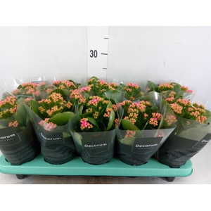 Kalanchoe blos. 'Serenity Softpink'