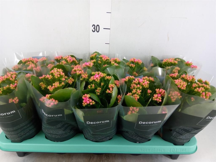 <h4>Kalanchoe blos. 'Serenity Softpink'</h4>