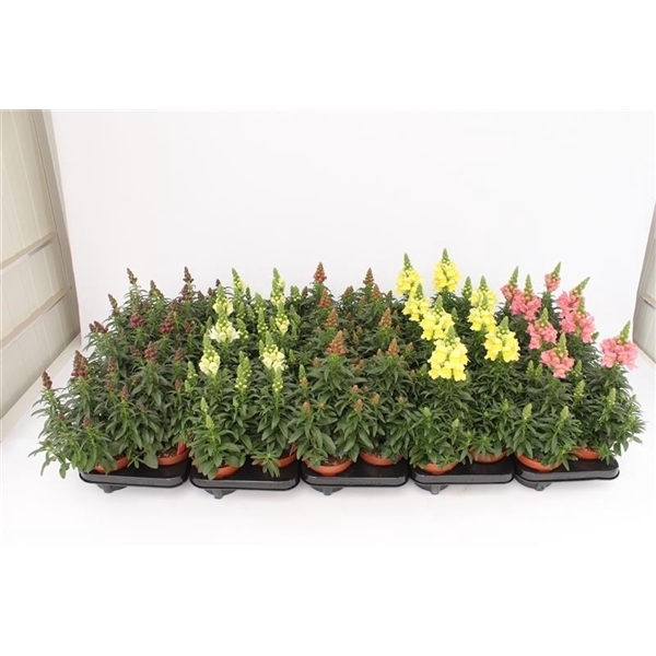 Antirrhinum Majus Mix Trolley