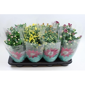 Chrysant Specials Gemengd Stadium 1