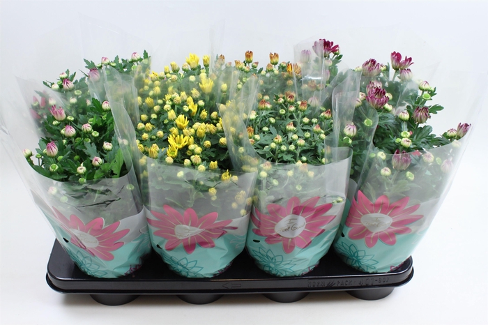 <h4>Chrysant Specials Gemengd Stadium 1</h4>