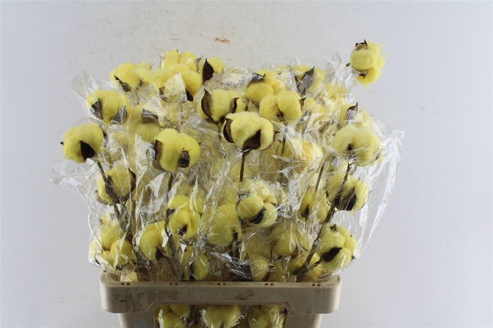 <h4>Katoen Yellow</h4>