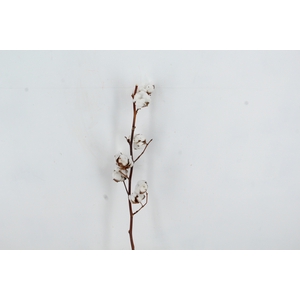 DF Katoen Gossypium 9 Bol Selected