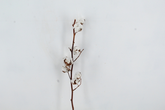 <h4>DF Katoen Gossypium 9 Bol Selected</h4>