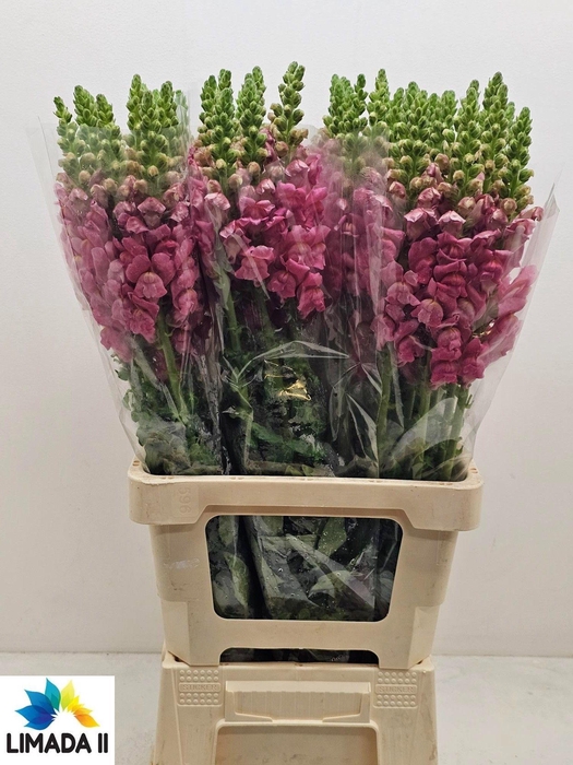 <h4>ANTIR POTO PINK</h4>