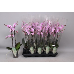 PHAL MF F ROSANNE