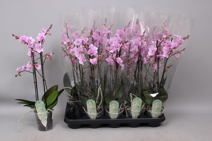 <h4>PHAL MF F ROSANNE</h4>