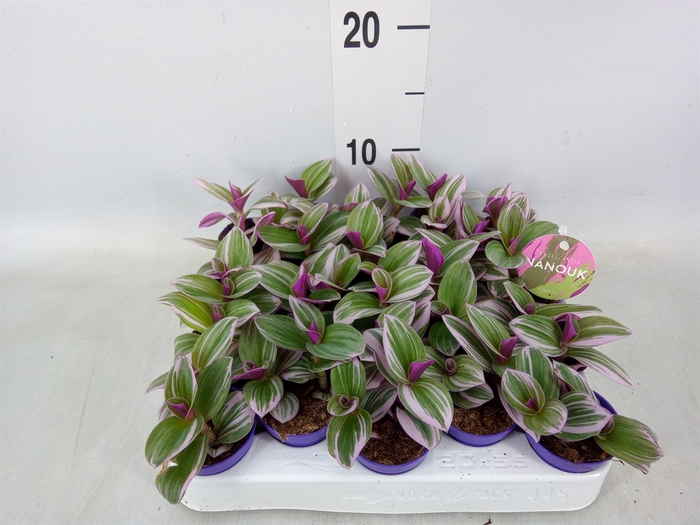 <h4>Tradescantia albif. 'Nanouk'</h4>