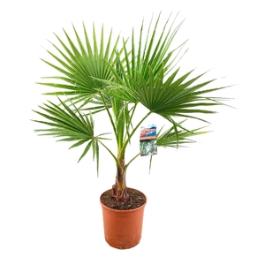 Washingtonia robusta