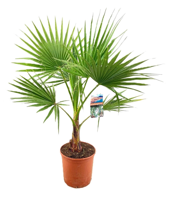 <h4>Washingtonia robusta</h4>