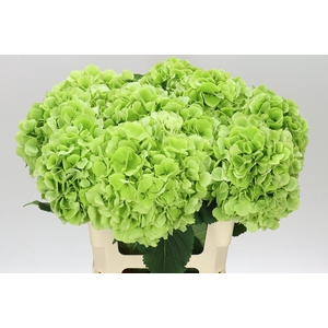 Hyd Verena Green Lime Classic