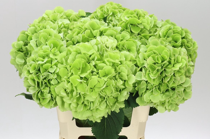 <h4>Hyd Verena Green Lime Classic</h4>