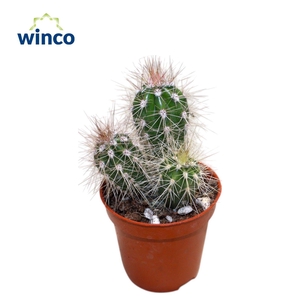 Pachycereus Pringlei