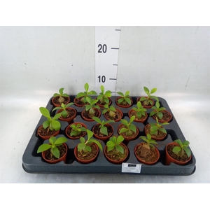 Hydnophytum papuanum