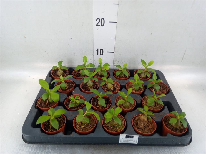 <h4>Hydnophytum papuanum</h4>