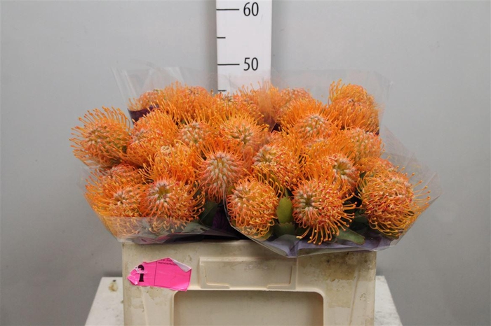 <h4>Leuco Soleil</h4>