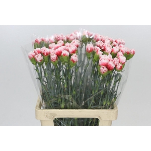 Dianthus St Hugo