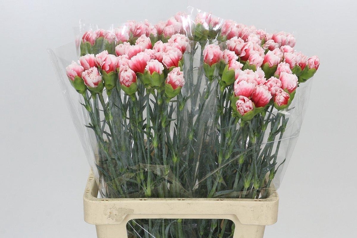 <h4>Dianthus St Hugo</h4>