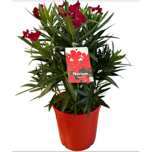 Nerium oleander