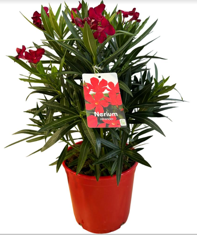 <h4>Nerium oleander</h4>