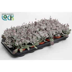 Kalanchoe pumila