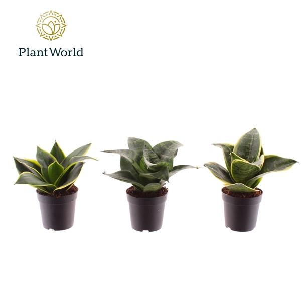 <h4>Sansevieria Dwarf Mix</h4>