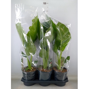 Alocasia macrorrhizos