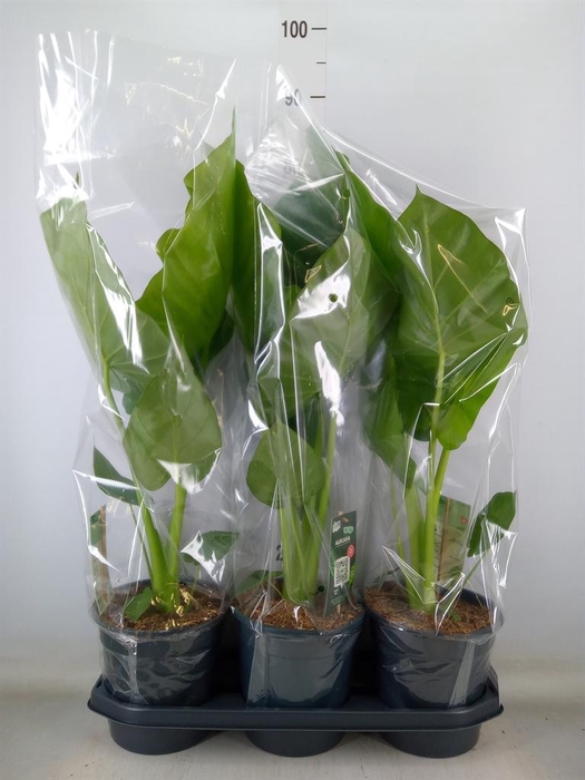 <h4>Alocasia macrorrhizos</h4>