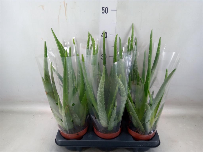 <h4>Aloe vera</h4>