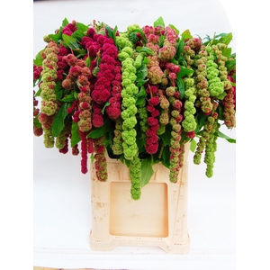 Amaranthus Hang Mira Koot