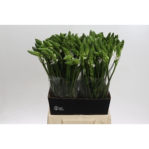 Ornithogalum thyrs. 'Mount Fuji'