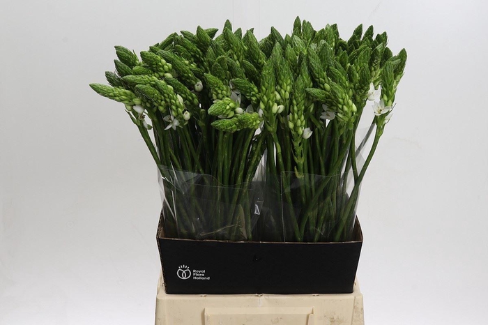<h4>Ornithogalum thyrs. 'Mount Fuji'</h4>