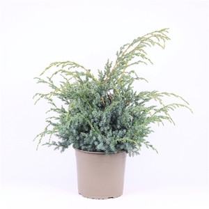 Juniperus chinensis 'Blue Alps'