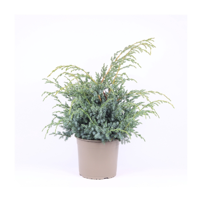 <h4>Juniperus chinensis 'Blue Alps'</h4>