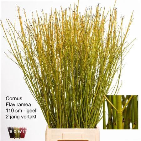 <h4>Cornus S Flaviramea</h4>