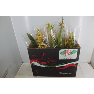 Holambelo - Loja Gran Flora