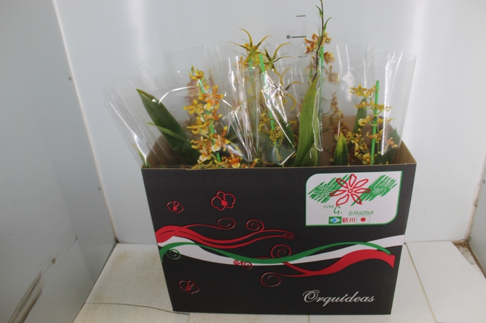 Holambelo - Loja Gran Flora