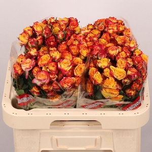 Rosa spray land of fire