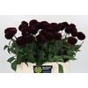 Dahlia Dark Prince