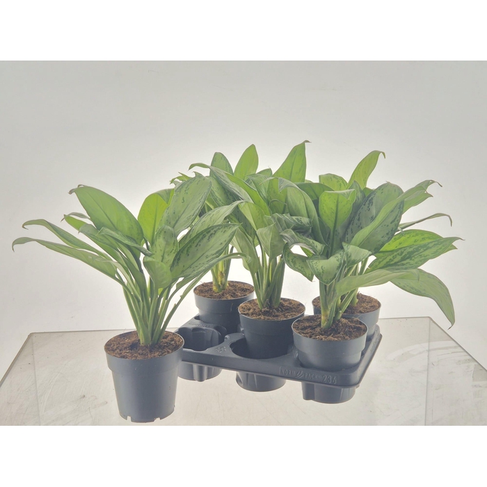 <h4>AGLAO MARIA CHRISTIN</h4>