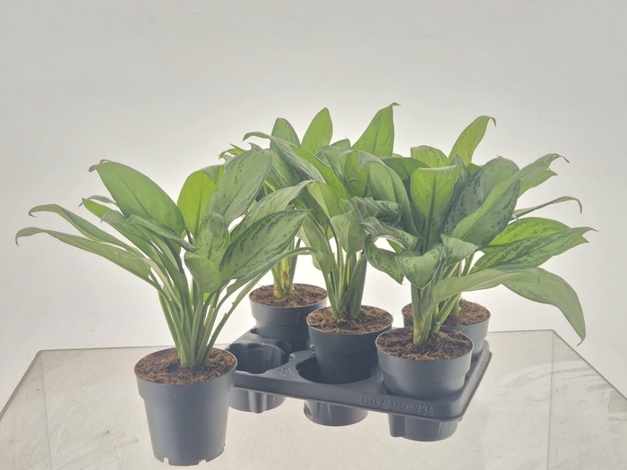 <h4>AGLAO MARIA CHRISTIN</h4>