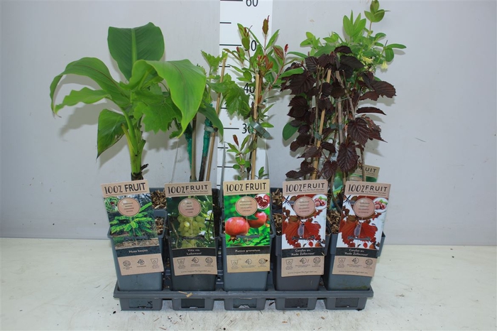 <h4>Fruit Mix Tray Exclusief P15</h4>
