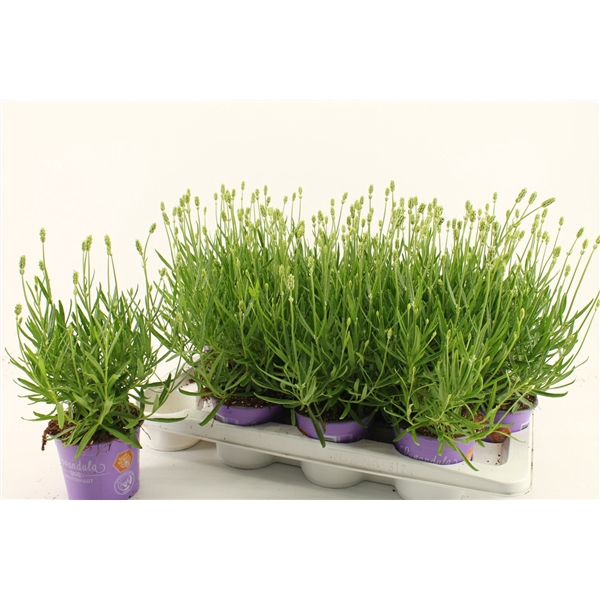 <h4>Lavandula White Fragrance</h4>