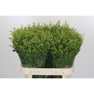 Solidago Golden Glory