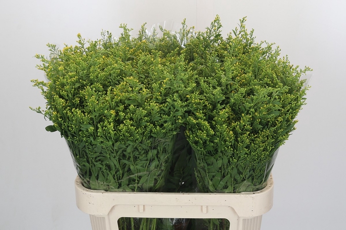 <h4>Solidago Golden Glory</h4>