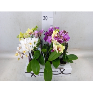 Phalaenopsis   ...mini