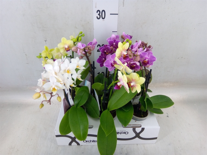 <h4>Phalaenopsis   ...mini</h4>
