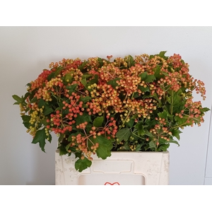 Viburnum Compactum Mts van Hooijdonk